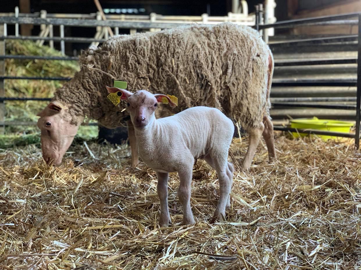 Viande d